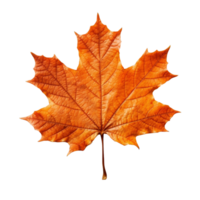 Orange maple leaf isolated on transparent background, created with generative AI png