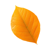 Orange leaf isolated on transparent background, created with generative AI png