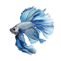 Siamese fighting fish isolated on transparent background, created with generative AI png