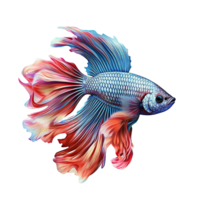 Siamese fighting fish isolated on transparent background, created with generative AI png