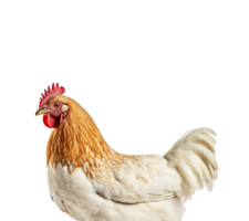 pollo aislado en transparente fondo, creado con generativo ai png