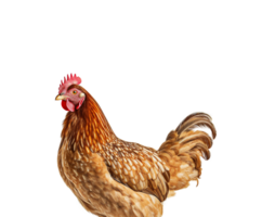 Chicken isolated on transparent background, created with generative AI png
