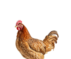 pollo aislado en transparente fondo, creado con generativo ai png