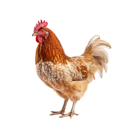 Chicken isolated on transparent background, created with generative AI png