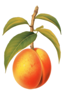 Peach vintage scientific illustration isolated on transparent background, created with generative AI png