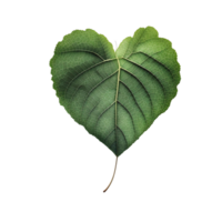 Green heart shape leaf isolated on transparent background, created with generative AI png