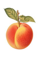 Peach vintage scientific illustration isolated on transparent background, created with generative AI png