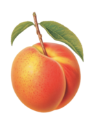 Peach vintage scientific illustration isolated on transparent background, created with generative AI png