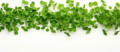 Photo of a vibrant group of green plants on a clean white background with ample copy space with copy space