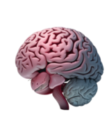 médicamente preciso ilustración de el cerebro, humano cerebro. interno Organo, anatomía. generativo ai png