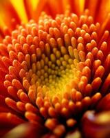 AI Generative Closeup detail of an orange daisy flower covered with pollen on petals and stigma in garden photo