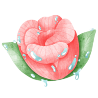 pink rose with dew png