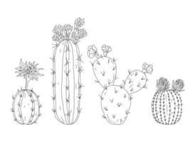 Hand drawn sketch style cactus set. Simple black and white plant illustration vector