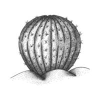 ilustración de un cactus aislado en un blanco antecedentes. mano dibujado grabado estilo planta vector