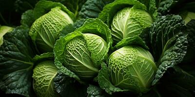 AI Generated. AI Generative. Fresh organic green cabbage plant vegetable. Graphic Art photo