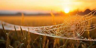 AI Generated. AI Generative. Sunshine spoderweb spider web at field meadow hay grass. Nature outdoor wildlife. Graphic Art photo