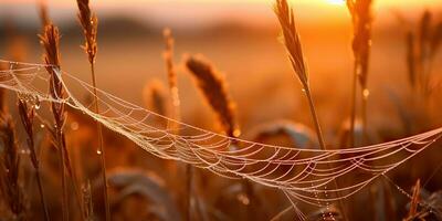 AI Generated. AI Generative. Sunshine spoderweb spider web at field meadow hay grass. Nature outdoor wildlife. Graphic Art photo