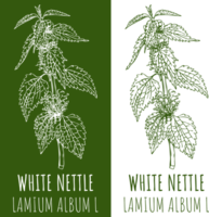 Drawing WHITE NETTLE . Hand drawn illustration. The Latin name is LAMIUM ALBUM L png