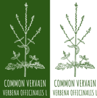 Drawing COMMON VERVAIN. Hand drawn illustration. The Latin name is VERBENA OFFICINALIS L. png