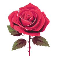 rote Rose auf weißem Hintergrund png