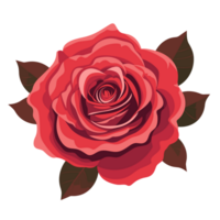 rosa vermelha em fundo branco png