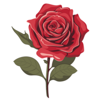 rote Rose auf weißem Hintergrund png