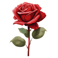 red rose on white background png