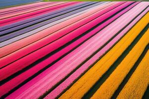 Aerial from blossoming colorful tulip fields. Generative AI photo