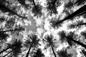 AI Generative Pine trees on a cloudy sky background View of the trees from the bottom up Summer day in the forest photo