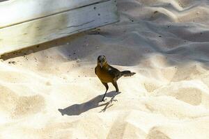 gran cola grackle pájaro mira para comida en piso México. foto