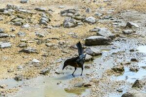 Great-tailed Grackle bird looks for food on floor Mexico. photo