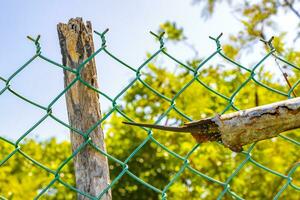 Iguana tail hidden in fence pipe tube Mexico. photo