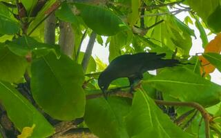 Great-tailed Grackle bird sits on plant tree nature Mexico. photo