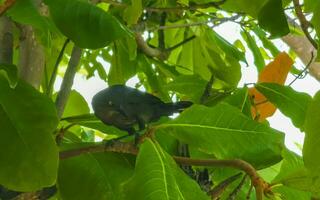 Great-tailed Grackle bird sits on plant tree nature Mexico. photo