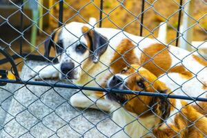 perros grandes y perezosos cansados tirados después de comer en México. foto