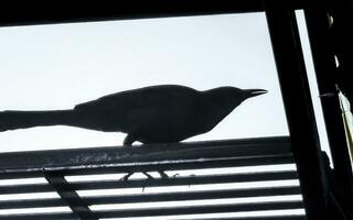 Great-tailed Grackle bird on power pole cable ladder stairs. photo