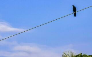 gran cola grackle pájaro en poder polo cable escalera escaleras. foto