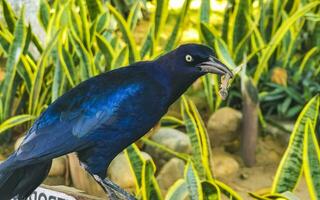 Great-tailed Grackle bird sits on plant tree nature Mexico. photo