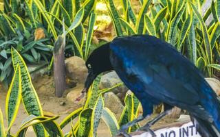 Great-tailed Grackle bird sits on plant tree nature Mexico. photo