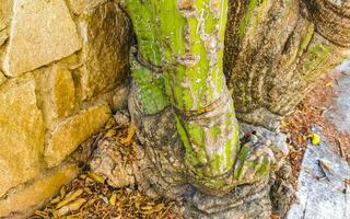 Tropical cacti cactus plants natural jungle Puerto Escondido Mexico. photo