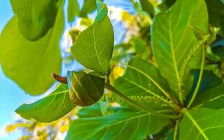 nueces semillas en tropical árbol terminalia catappa mar almendra México. foto