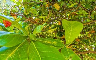 nueces semillas en tropical árbol terminalia catappa mar almendra México. foto