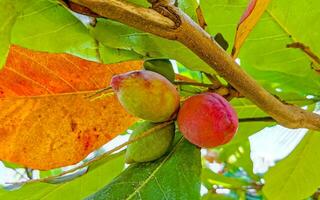 Nuts seeds on tropical tree Terminalia catappa sea almond Mexico. photo