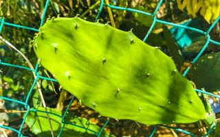 Tropical cacti cactus plants natural jungle Puerto Escondido Mexico. photo