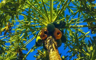 Beautiful papaya tree in tropical nature in Puerto Escondido Mexico. photo