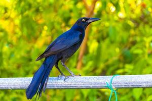 Great-tailed Grackle bird sits on fence in nature Mexico. photo