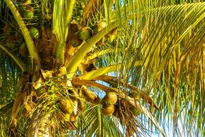 Tropical natural palm tree coconuts blue sky in Mexico. photo