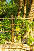 Caribbean beach tropical nature palm trees Playa del Carmen Mexico. photo