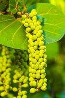 Sea grape plant tree with leaves grapes and seeds Mexico. photo