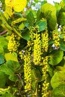 Sea grape plant tree with leaves grapes and seeds Mexico. photo